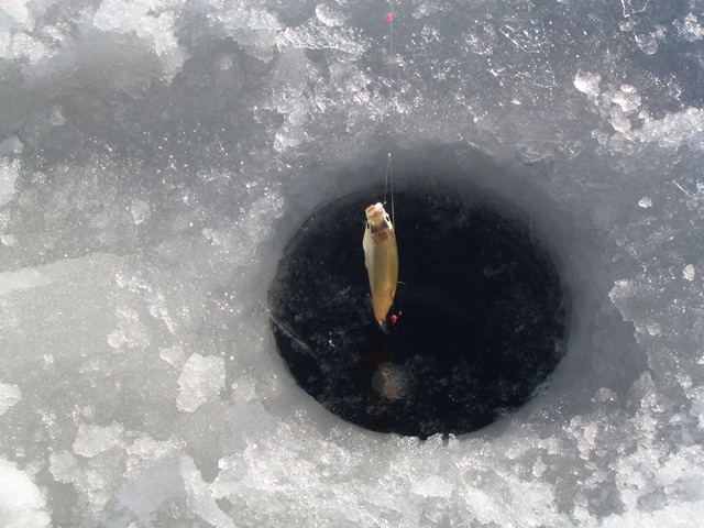 桧原湖　氷上ワカサギ釣り